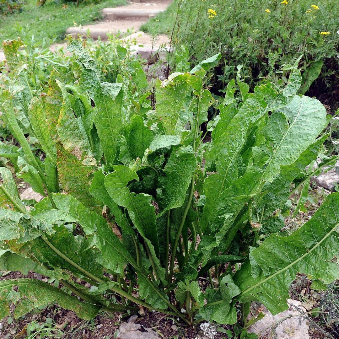 Armoracia rusticana ~ Horseradish-ServeScape