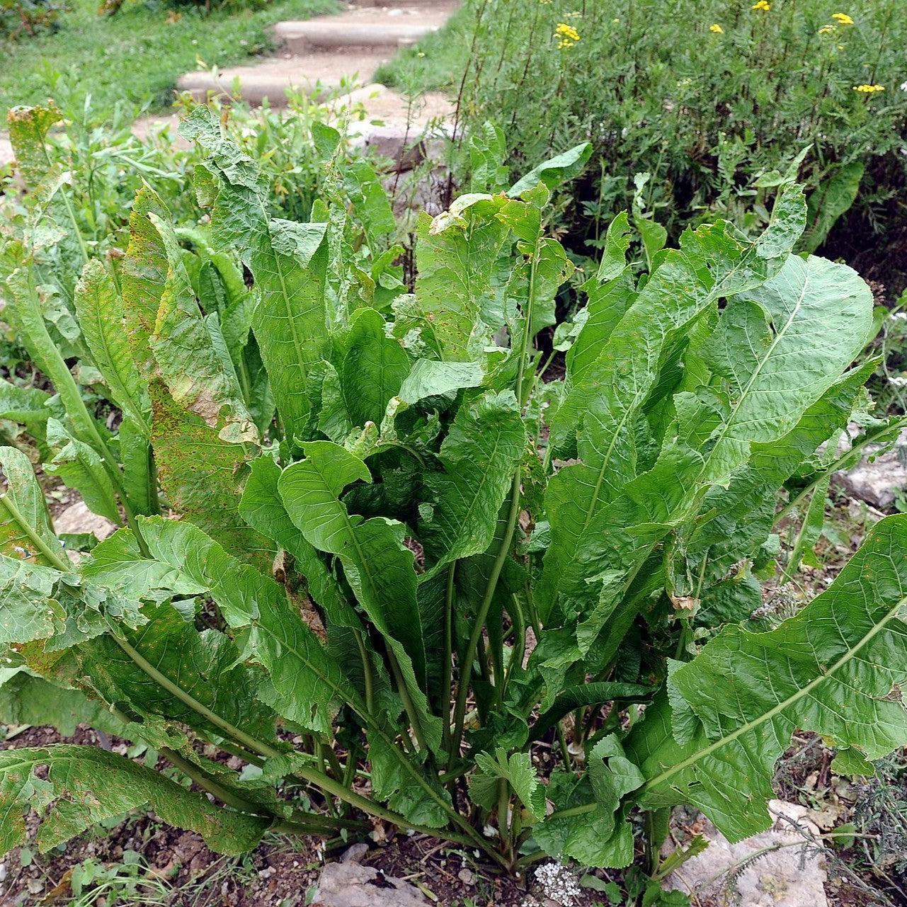 Armoracia rusticana ~ Horseradish-ServeScape