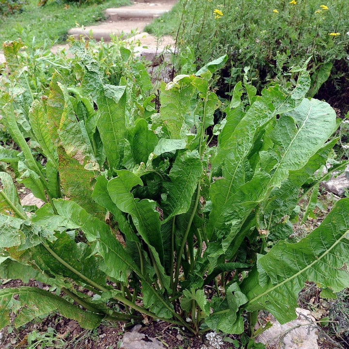 Armoracia rusticana ~ Horseradish-ServeScape