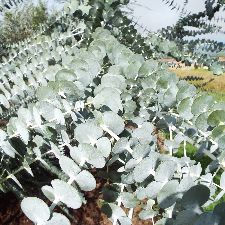 Eucalyptus pulverulenta 'Baby Blue' ~ Baby Blue Eucalyptus-ServeScape