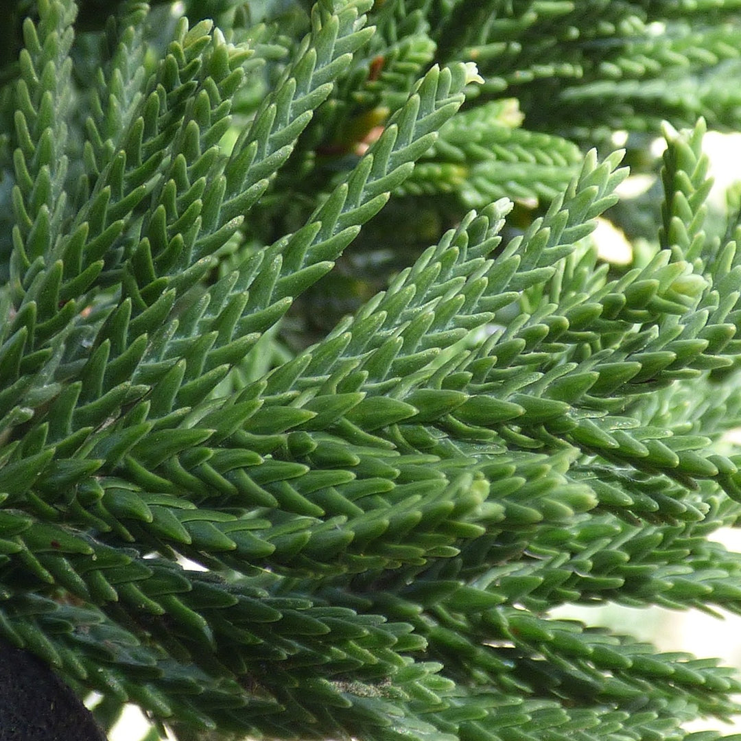 Juniperus bermudiana ~ Bermuda Cedar-ServeScape