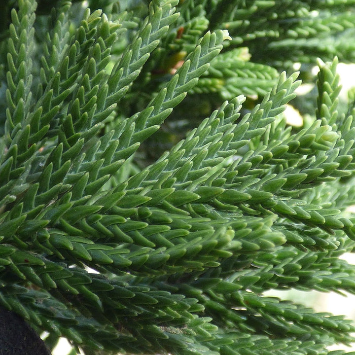 Juniperus bermudiana ~ Bermuda Cedar-ServeScape