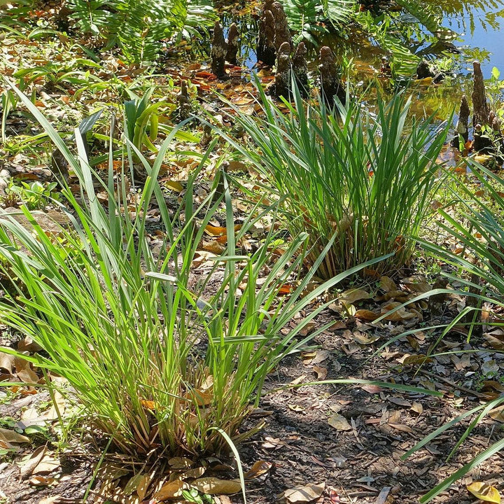tripsacum dactyloides 'nana' ~ Dwarf Fakahatchee Grass-ServeScape