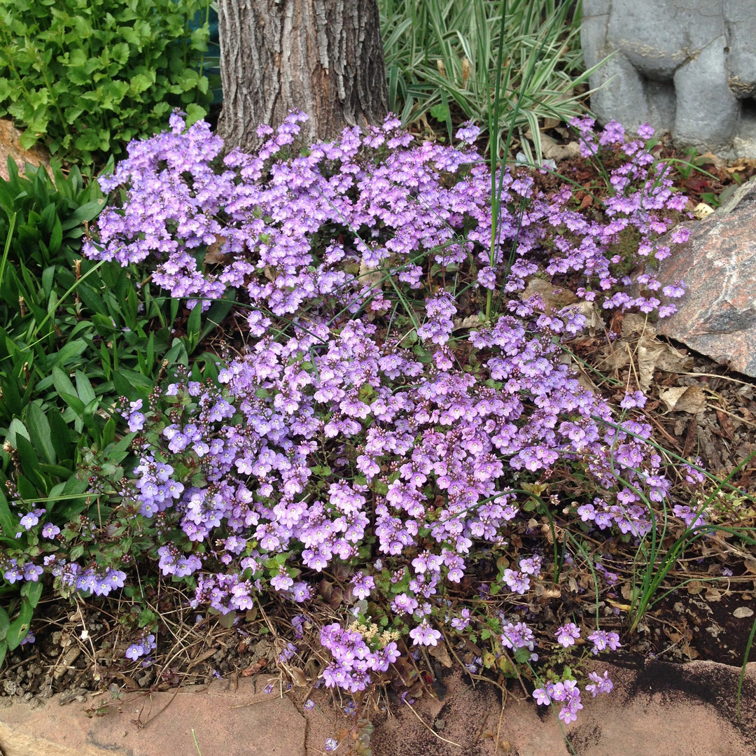 Veronica 'Waterperry Blue' ~ Waterperry Blue Veronica-ServeScape