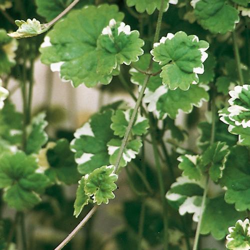Glechoma hederacea 'Variegata' ~ Variegated Creeping Charlie-ServeScape