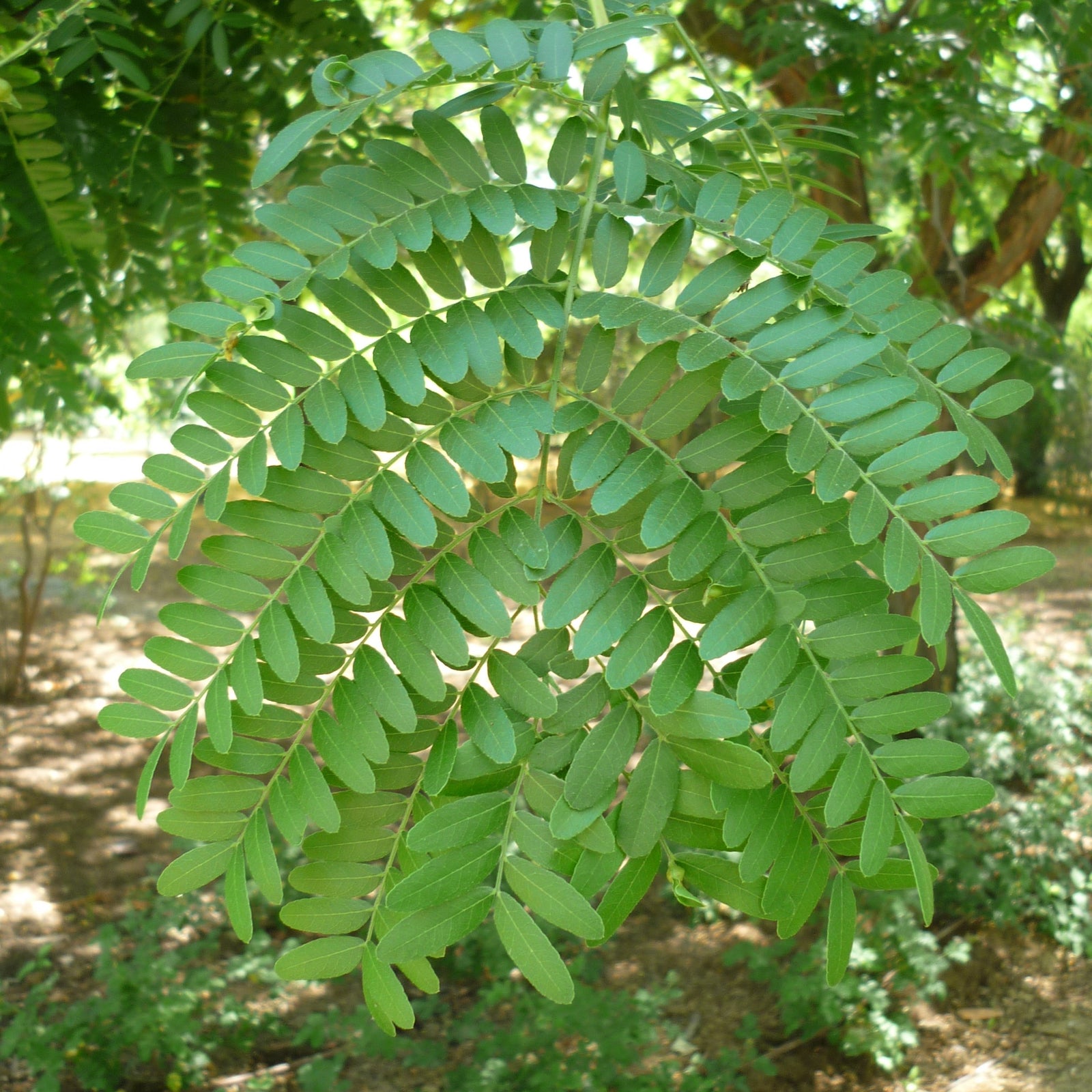 Gleditsia triacanthos var. inermis 'Shademaster' ~ Shademaster Honeylocust-ServeScape