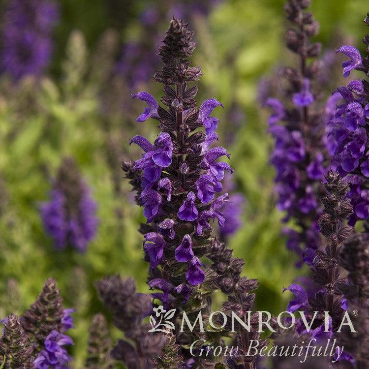 Salvia nemorosa 'Haeumanarc' ~ Monrovia® Marcus® Meadow Sage-ServeScape