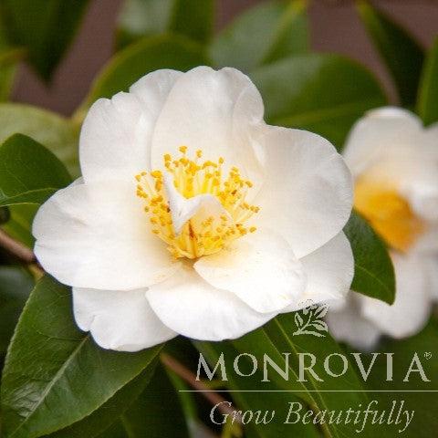 Camellia japonica 'Silver Waves' ~ Monrovia® Silver Waves Camellia-ServeScape