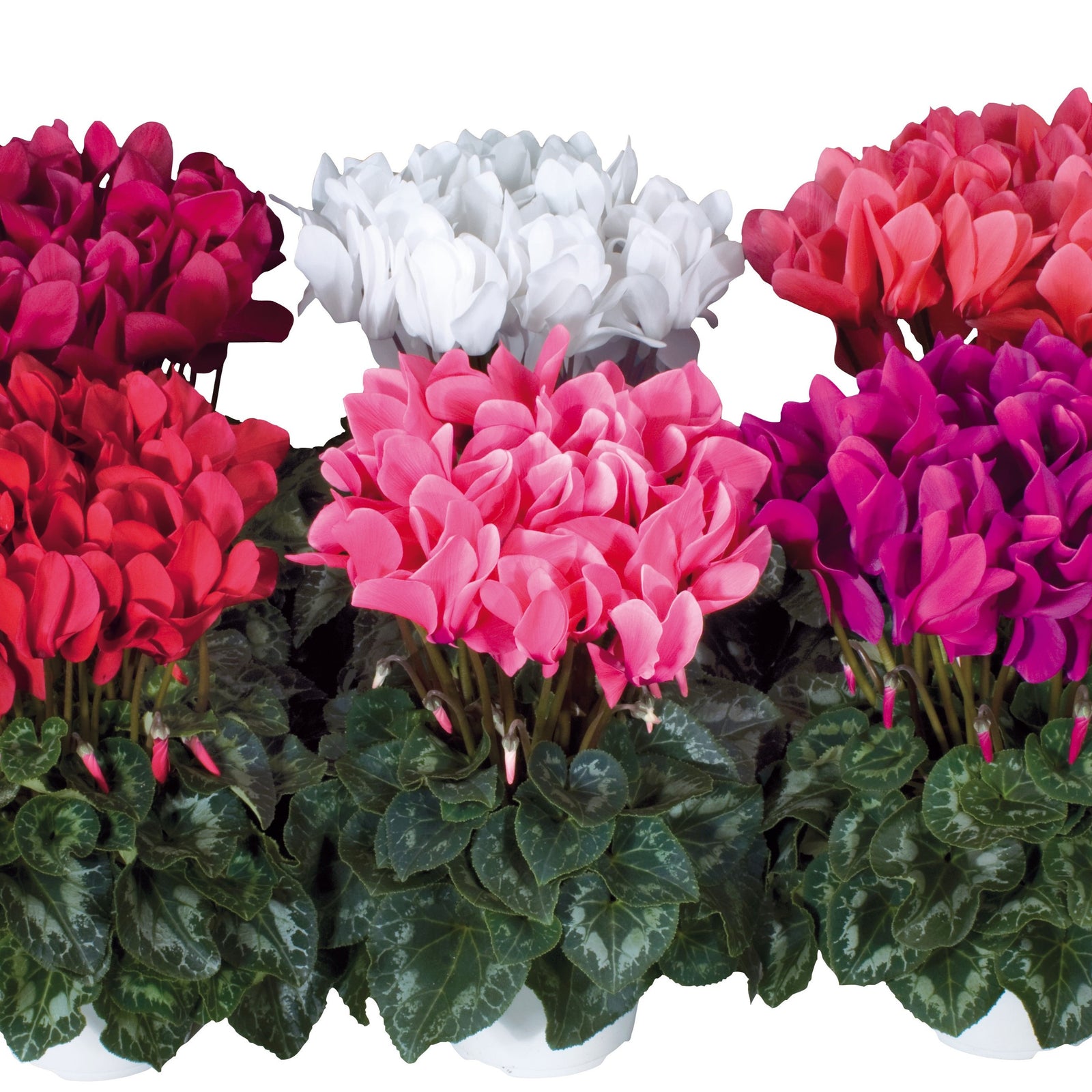 Cyclamen persicum 'Latinia Success Mix' ~ Latinia® Success Mix Cyclamen-ServeScape