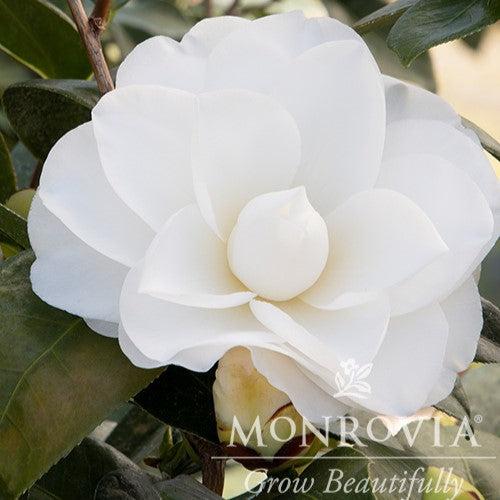 Camellia japonica 'Monke' ~ Monrovia® Swan Lake™ Camellia-ServeScape