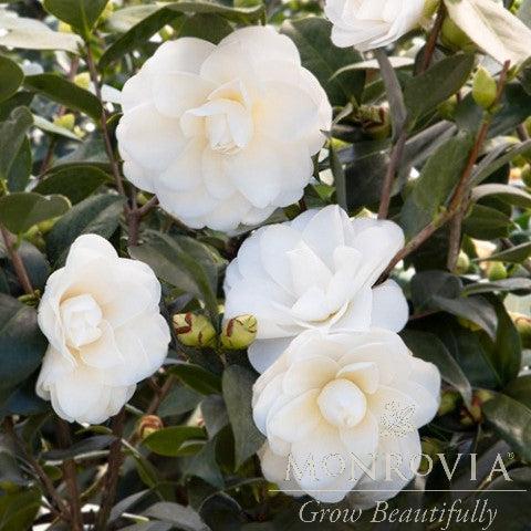 Camellia japonica 'Monke' ~ Monrovia® Swan Lake™ Camellia-ServeScape