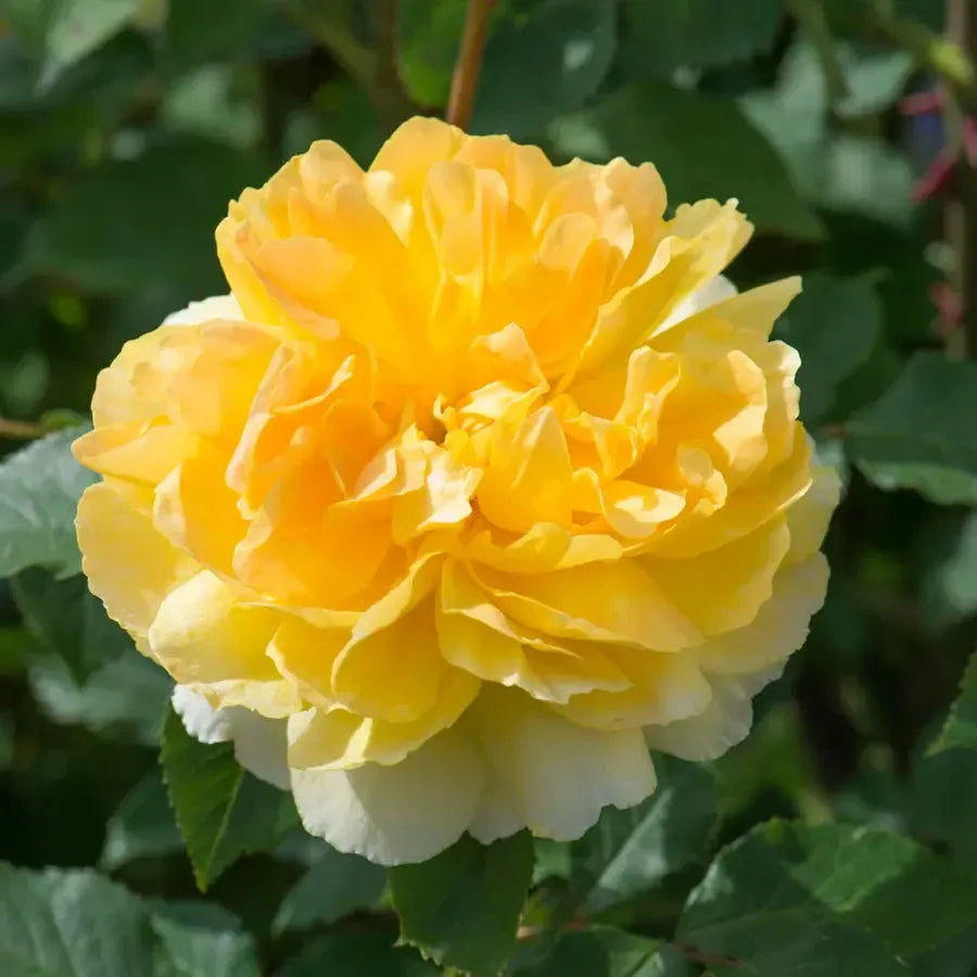 Rosa 'Ausmol' ~ Molineaux® Rose-ServeScape