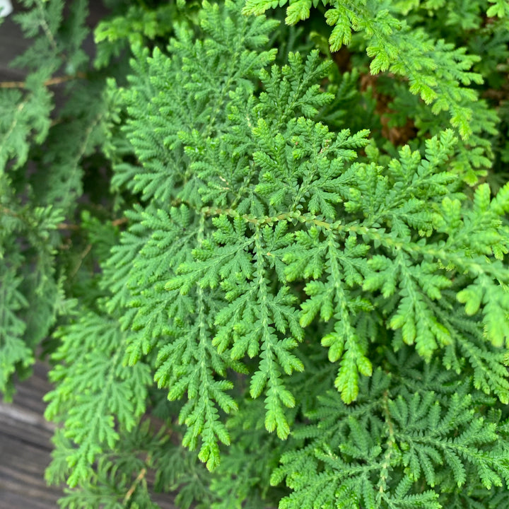 Selaginella braunii ~ Arborvitae Fern-ServeScape