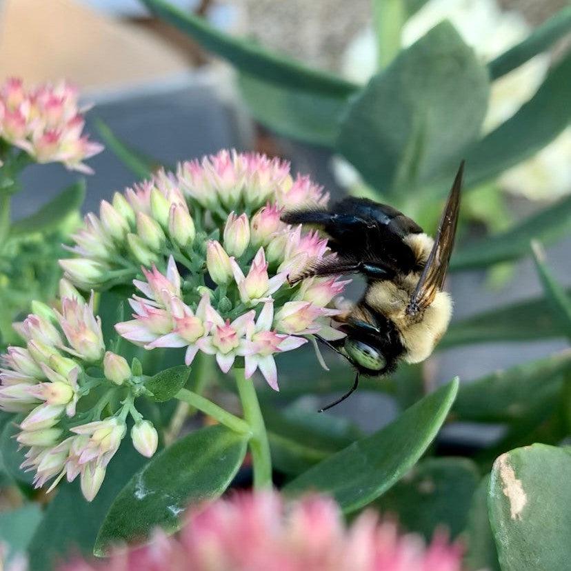 Sedum spectabile 'Autumn Joy' ~ Autumn Joy Stonecrop-ServeScape