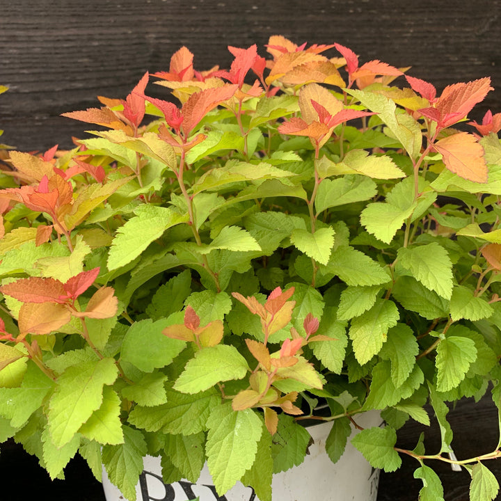 Spiraea japonica 'NCSX1' ~ Double Play® Candy Corn® Spirea-ServeScape