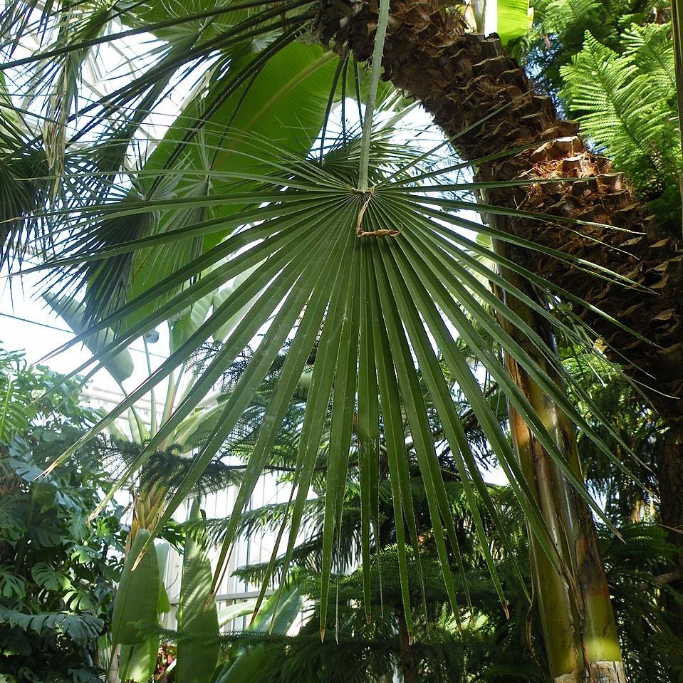 Chamaerops humilis ~ Monrovia® European Fan Palm-ServeScape