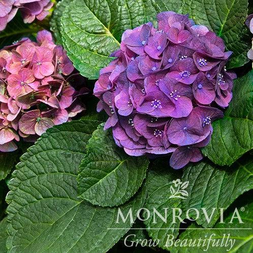 Hydrangea macrophylla 'HORTMANI' PP #28,085 ~ Monrovia® Seaside Serenade® Newport Hydrangea-ServeScape