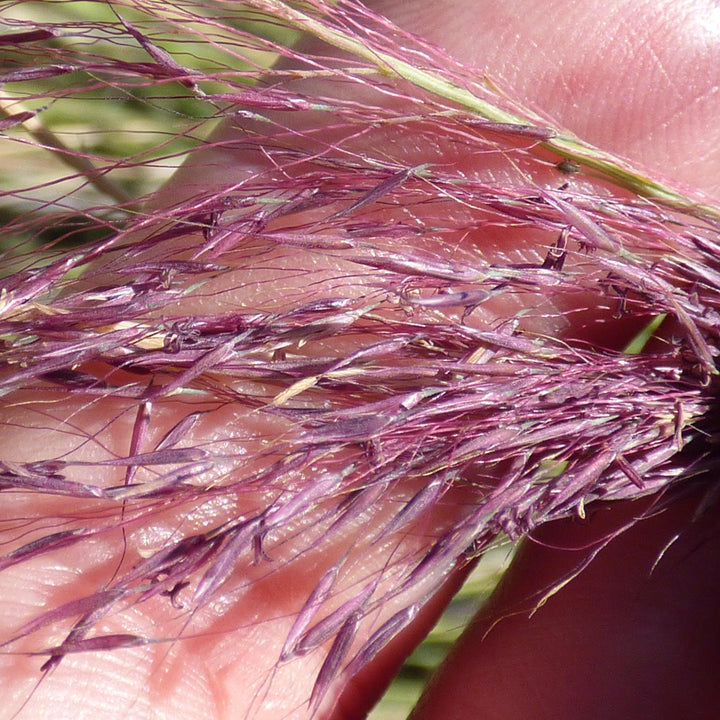 Muhlenbergia capillaris 'Ivrine' ~ Monrovia® Plumetastic® Pink Muhly Grass-ServeScape