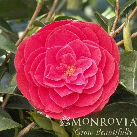 Camellia japonica 'Tom Knudsen' ~ Monrovia® Tom Knudsen Camellia-ServeScape