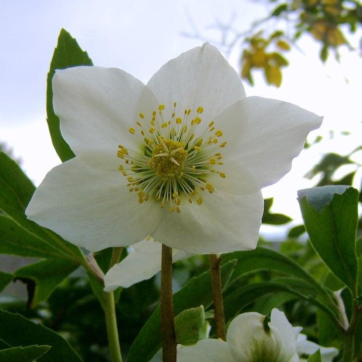 Helleborus niger ~ Christmas Rose-ServeScape