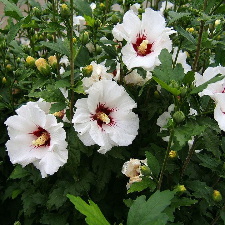 Hibiscus syriacus ~ Rose of Sharon; Hibiscus-ServeScape