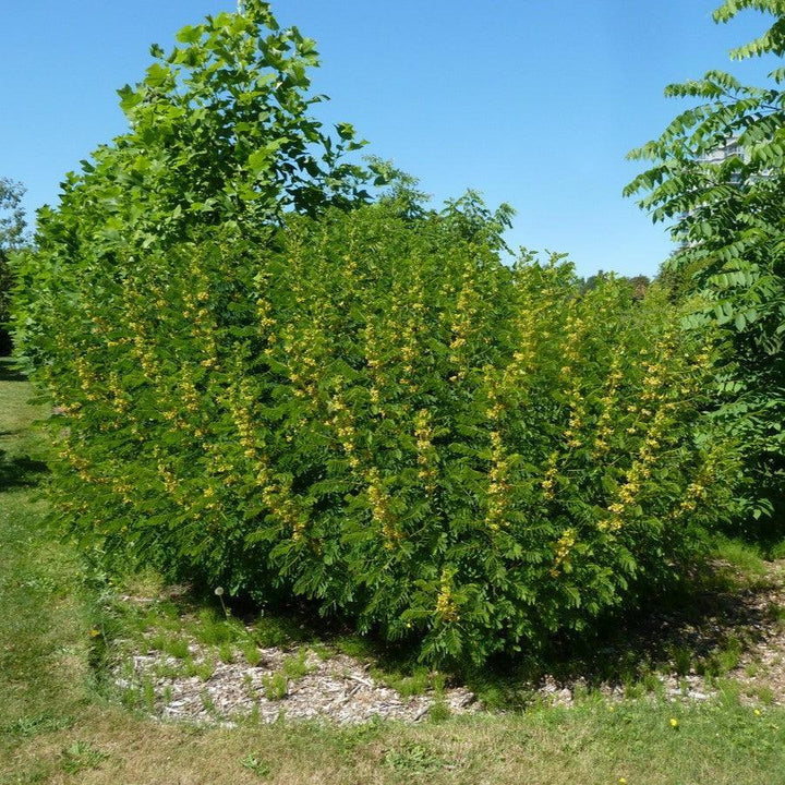 Senna hebecarpa ~ Wild Senna-ServeScape