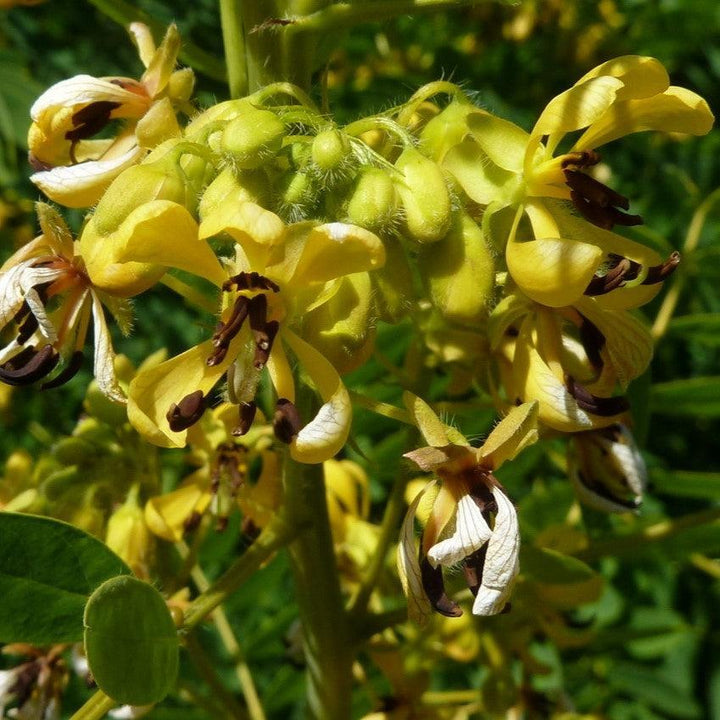 Senna hebecarpa ~ Wild Senna-ServeScape