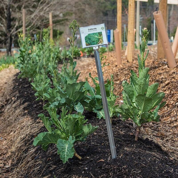 Brassica oleracea var. viridis ~ Collard Greens-ServeScape