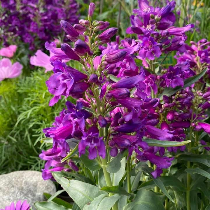 Penstemon 'Pristine Lilac Purple' ~ Pristine Lilac Purple Beardtongue-ServeScape