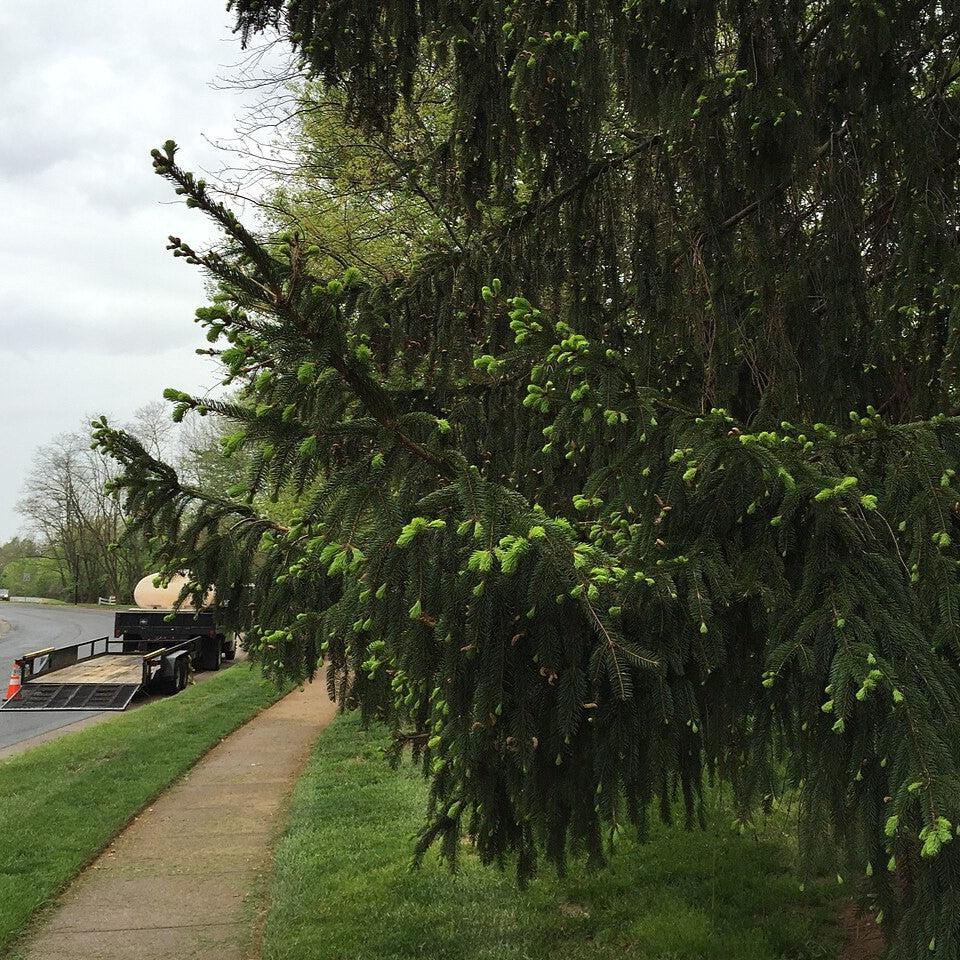 Picea abies ~ Norway Spruce-ServeScape