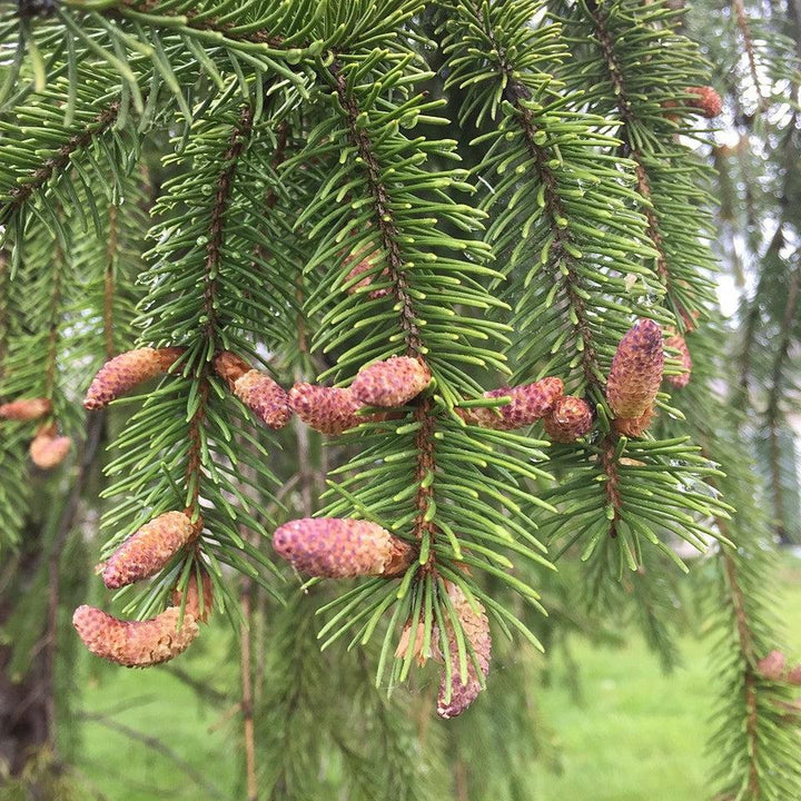 Picea abies ~ Norway Spruce-ServeScape