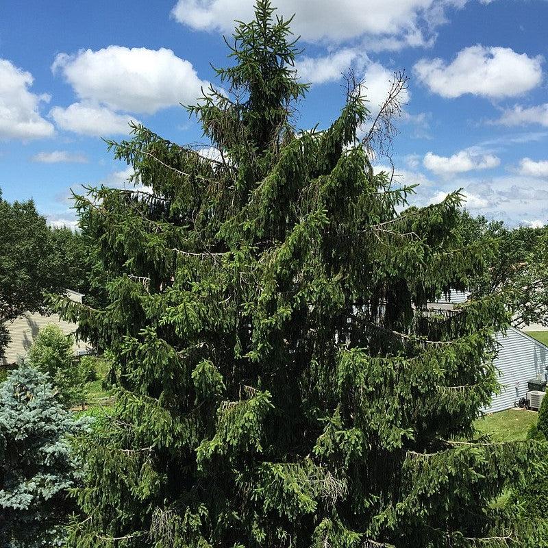 Picea abies ~ Norway Spruce-ServeScape