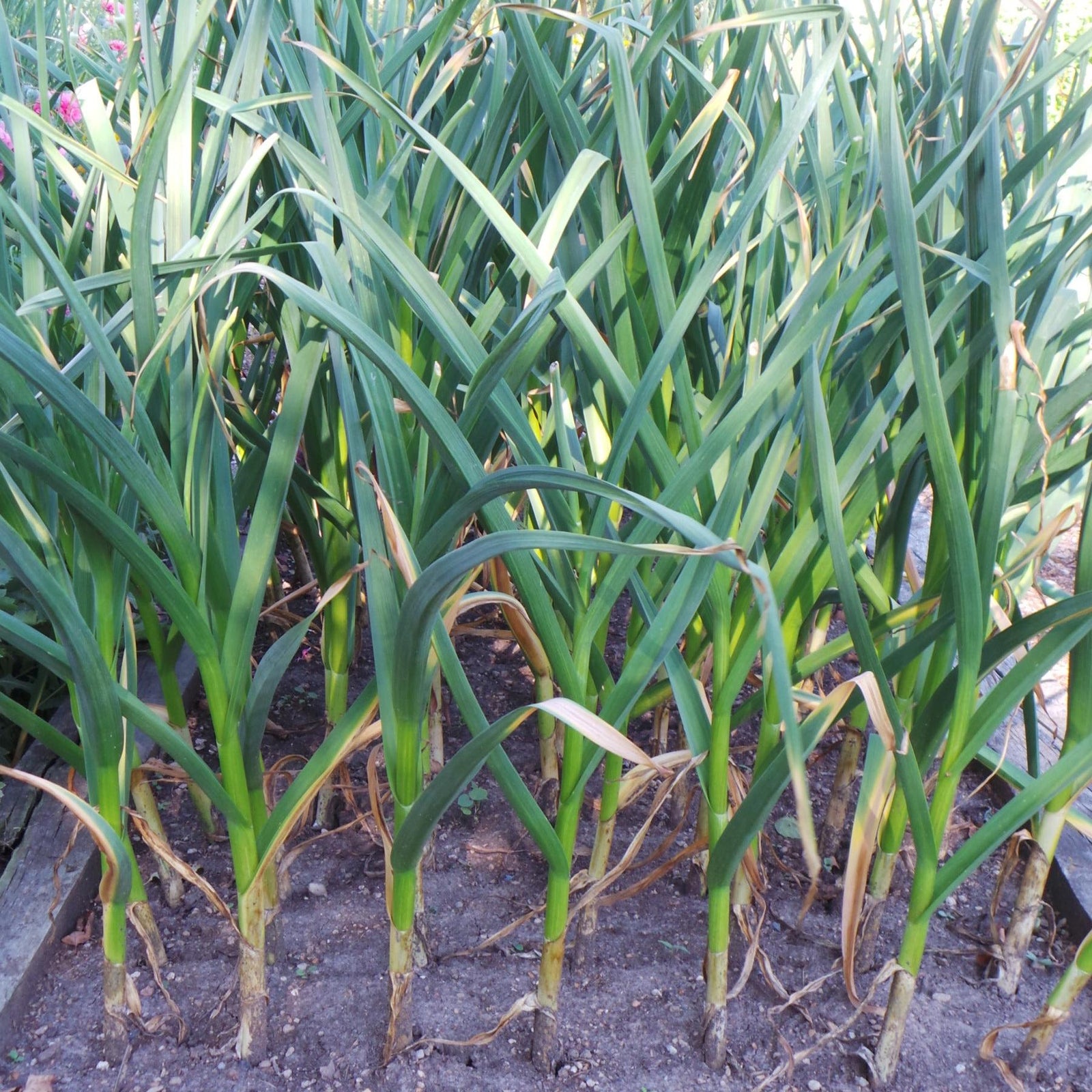 Allium sativum 'Early Italian' ~ Early Italian Garlic-ServeScape