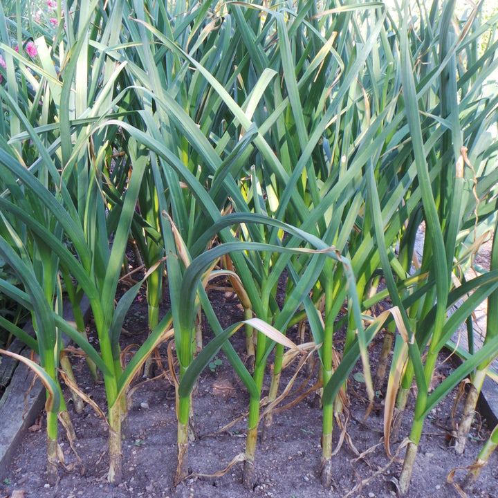 Allium sativum 'Early Italian' ~ Early Italian Garlic-ServeScape