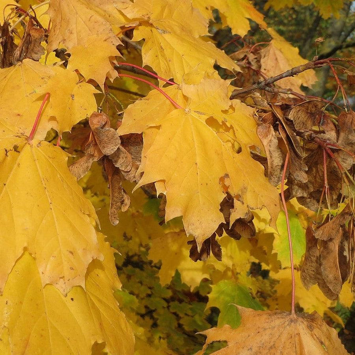 Acer platanoides 'Emerald Queen' ~ Emerald Queen™ Norway Maple-ServeScape