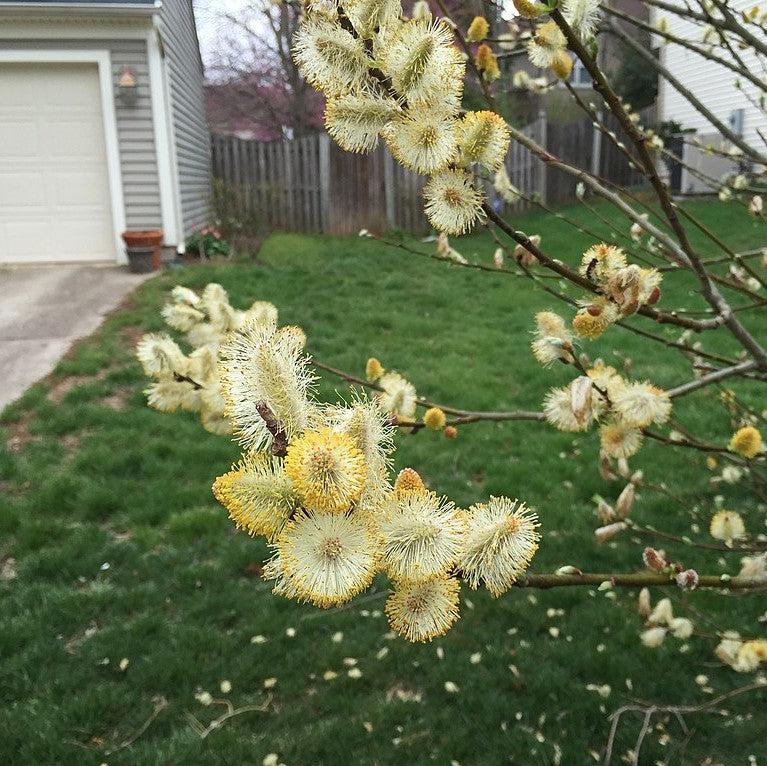 Salix discolor ~ Pussy Willow-ServeScape