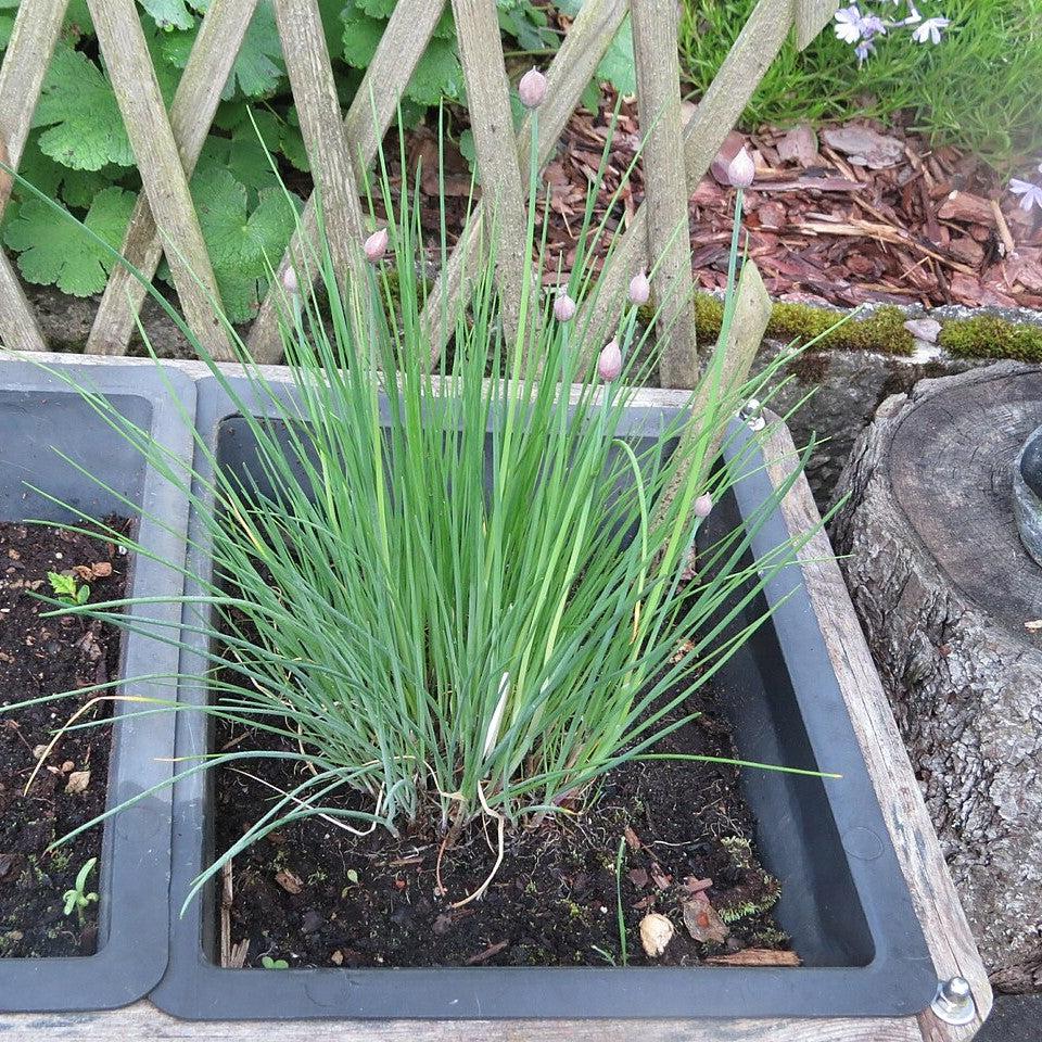 Allium schoenoprasum ~ Chives-ServeScape