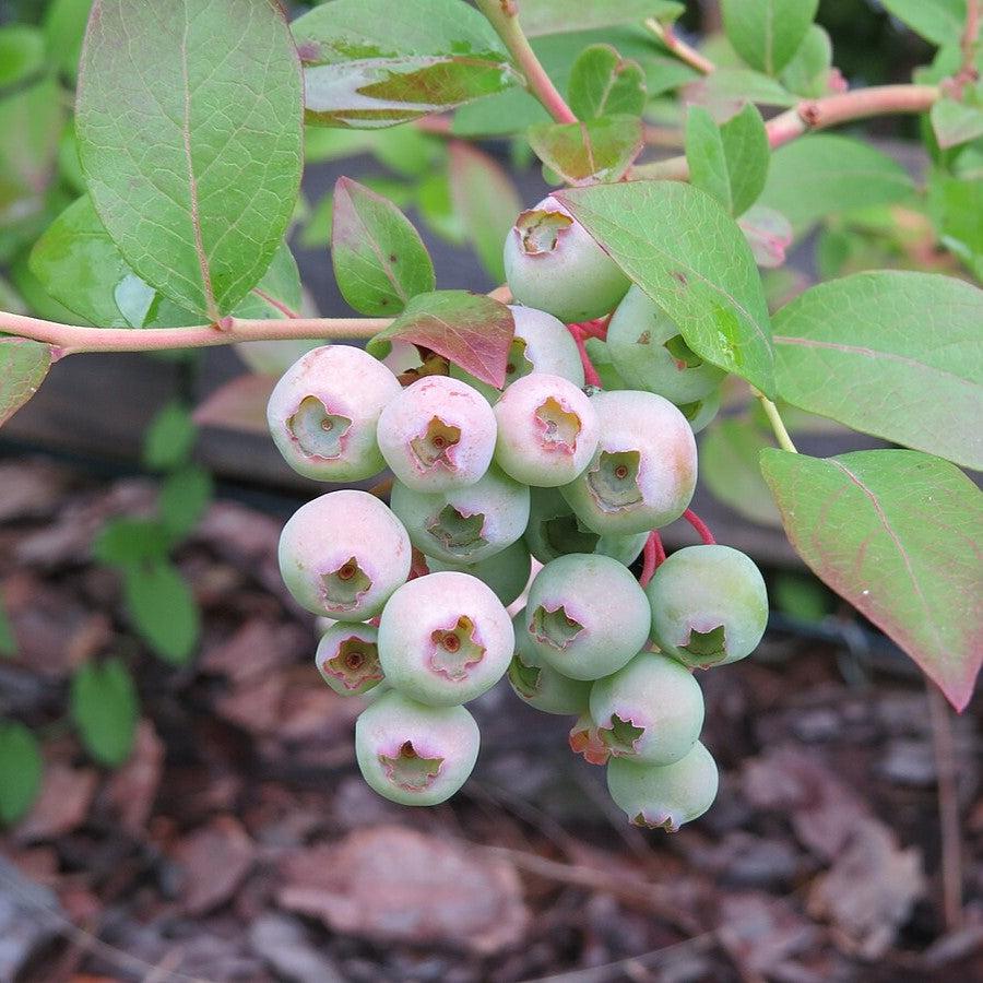 Vaccinium corymbosum 'Rebel' ~ Rebel Blueberry-ServeScape