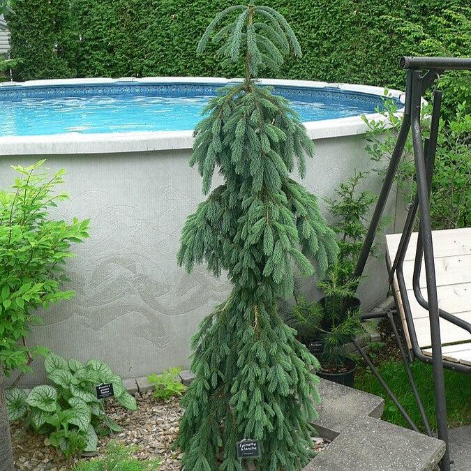 Picea glauca 'Pendula' ~ Weeping White Spruce-ServeScape