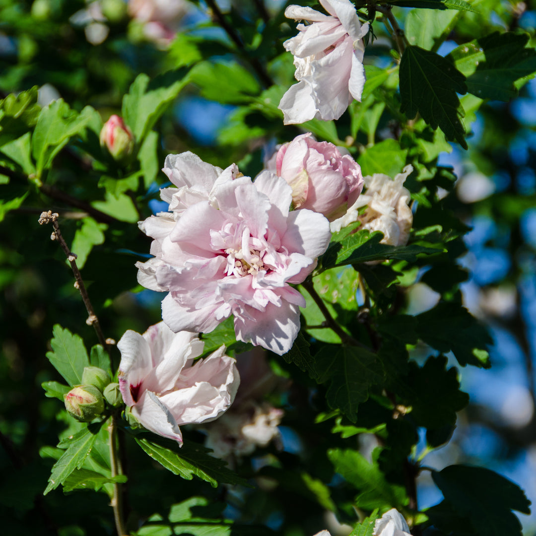 Hibiscus syriacus 'Blushing Bride' ~ Blushing Bride Hibiscus-ServeScape