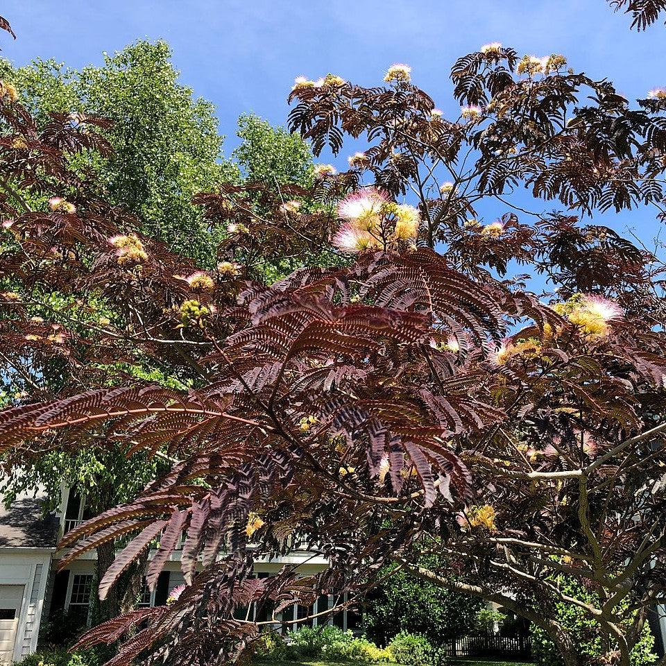 Albizia julibrissin 'Summer Chocolate' ~ Chocolate Mimosa Tree-ServeScape