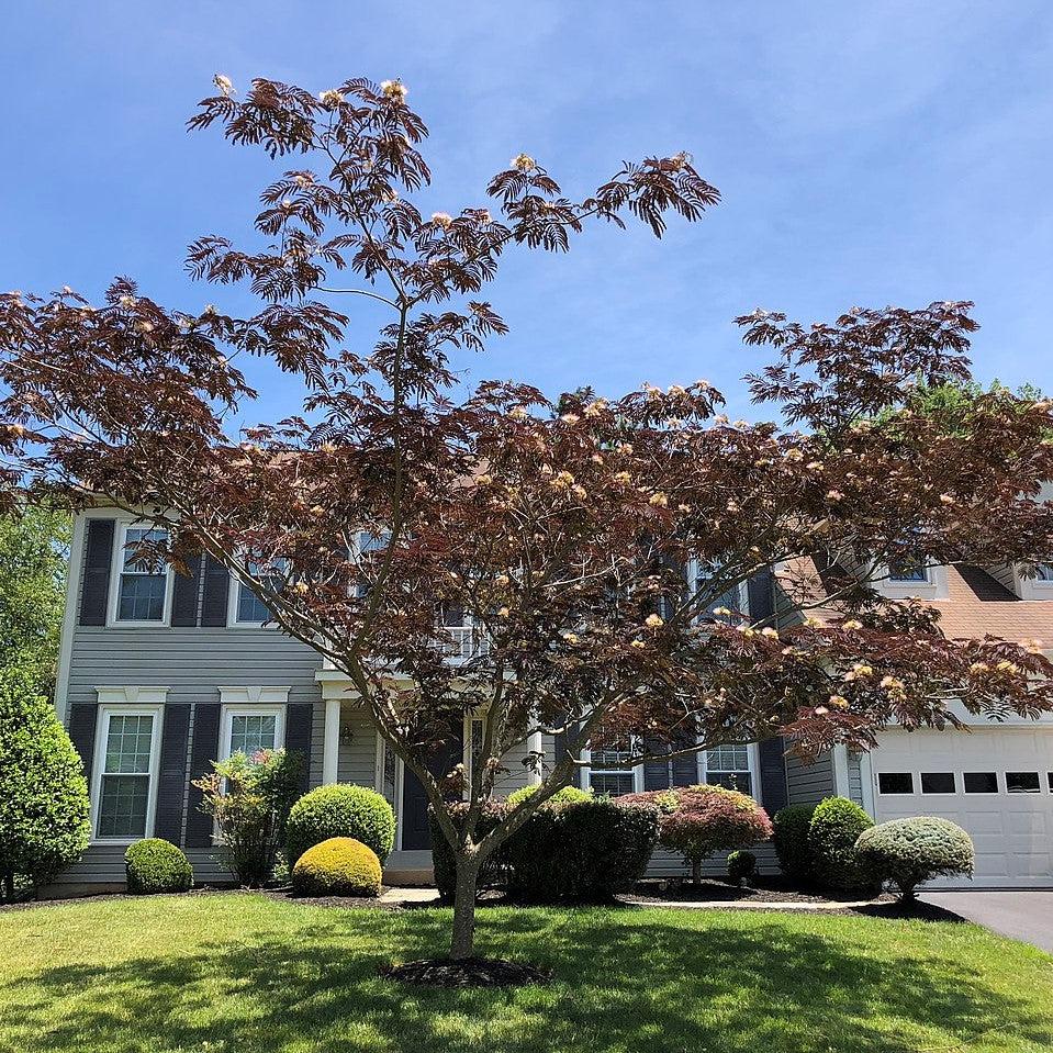 Albizia julibrissin 'Summer Chocolate' ~ Chocolate Mimosa Tree-ServeScape