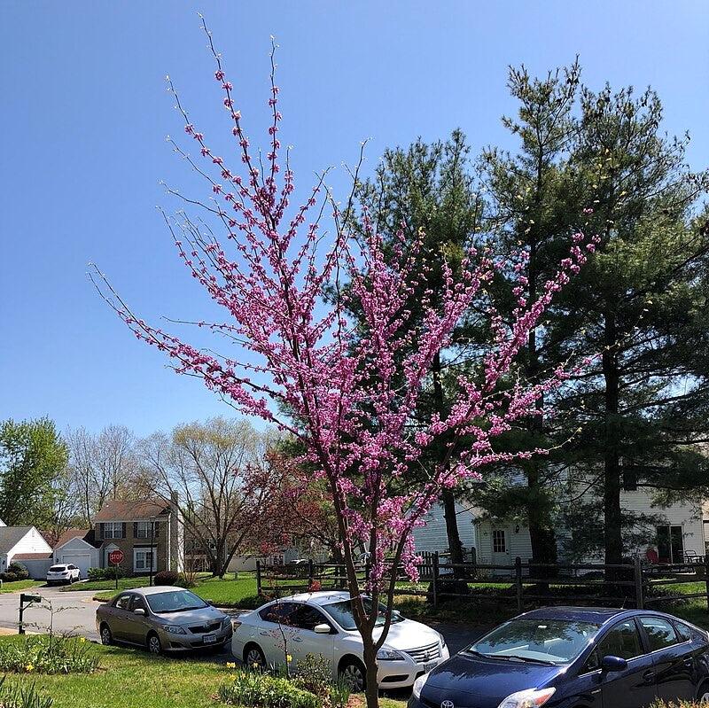 Cercis canadensis 'JN7' ~ Summer's Tower™ Eastern Redbud-ServeScape
