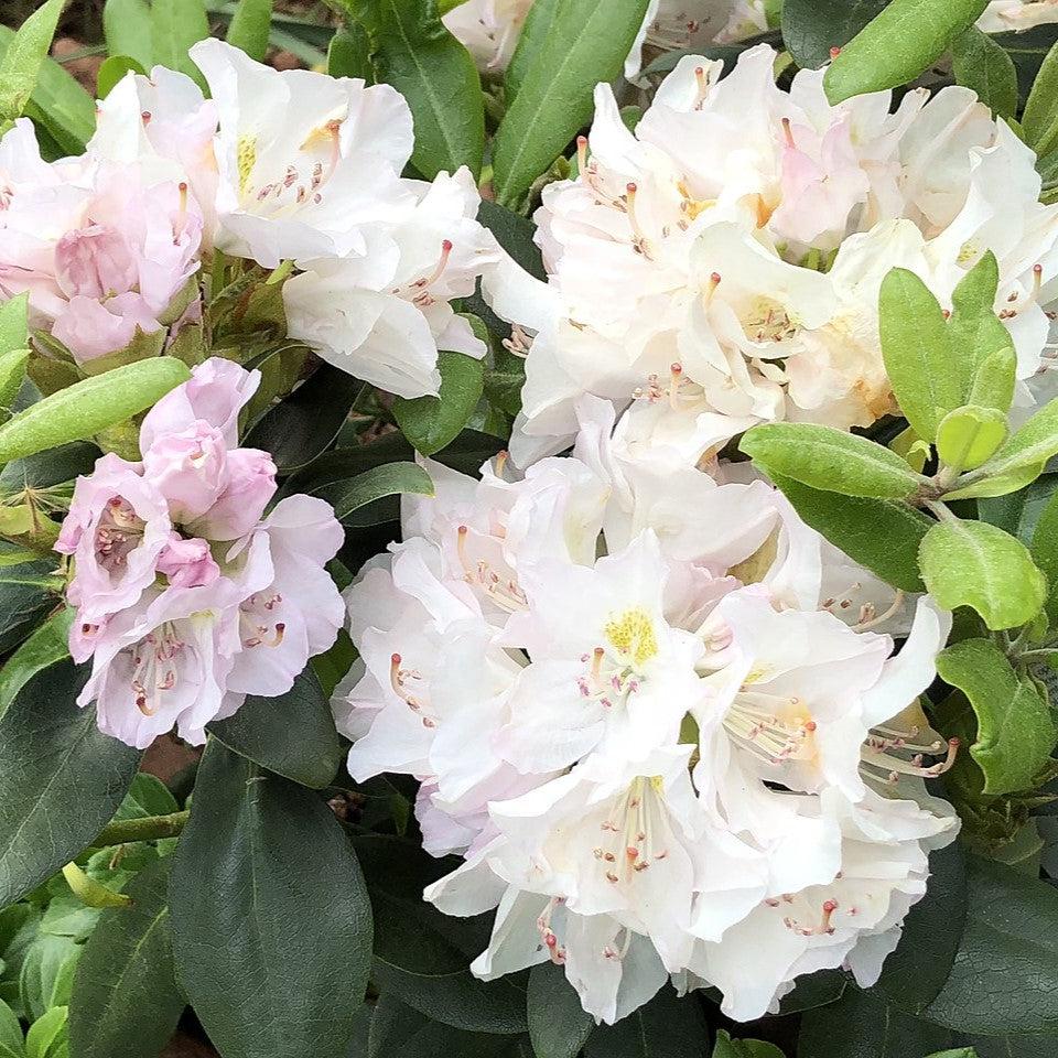 Rhododendron catawbiense 'Album' ~ White Catawba Rhododendron-ServeScape