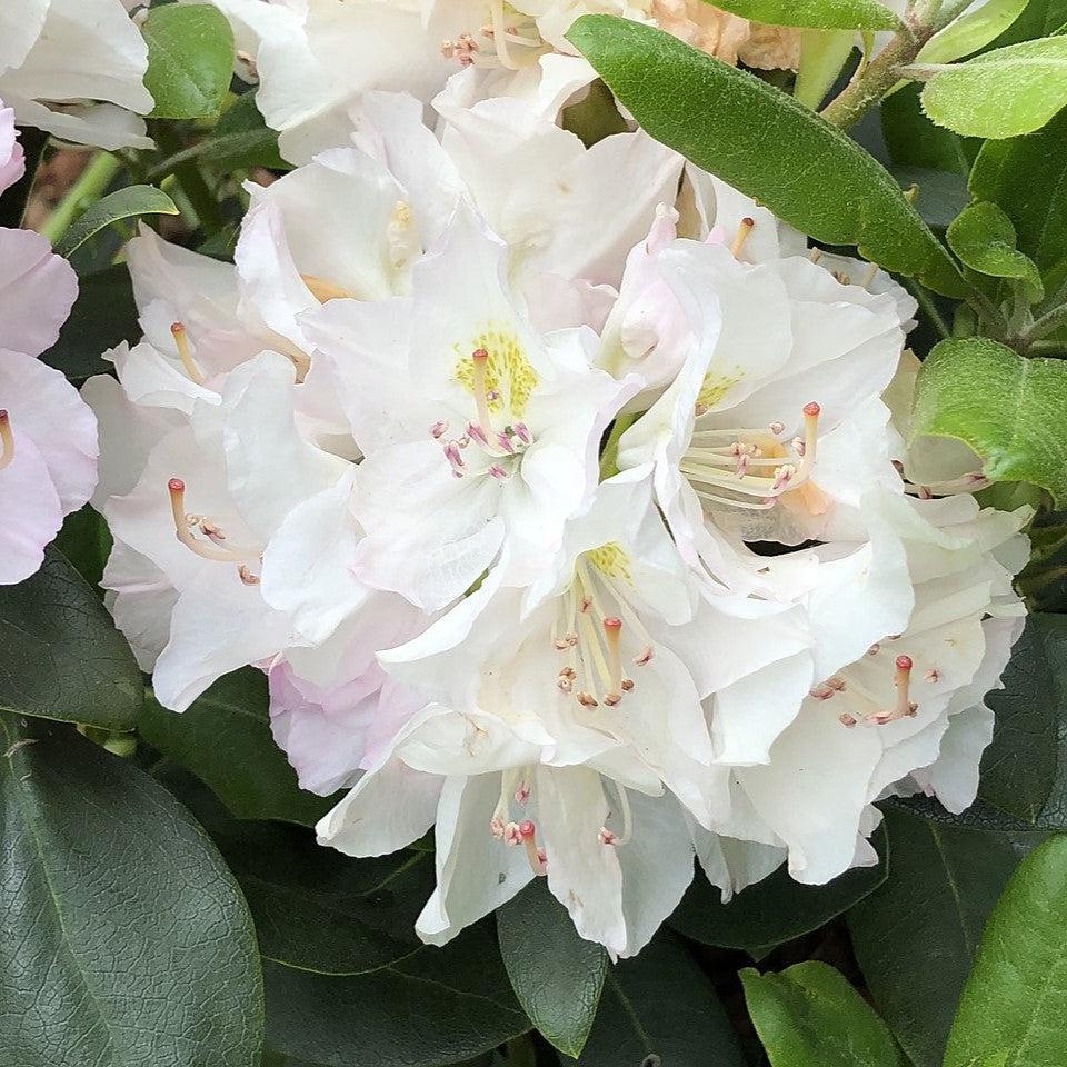 Rhododendron catawbiense 'Album' ~ White Catawba Rhododendron-ServeScape