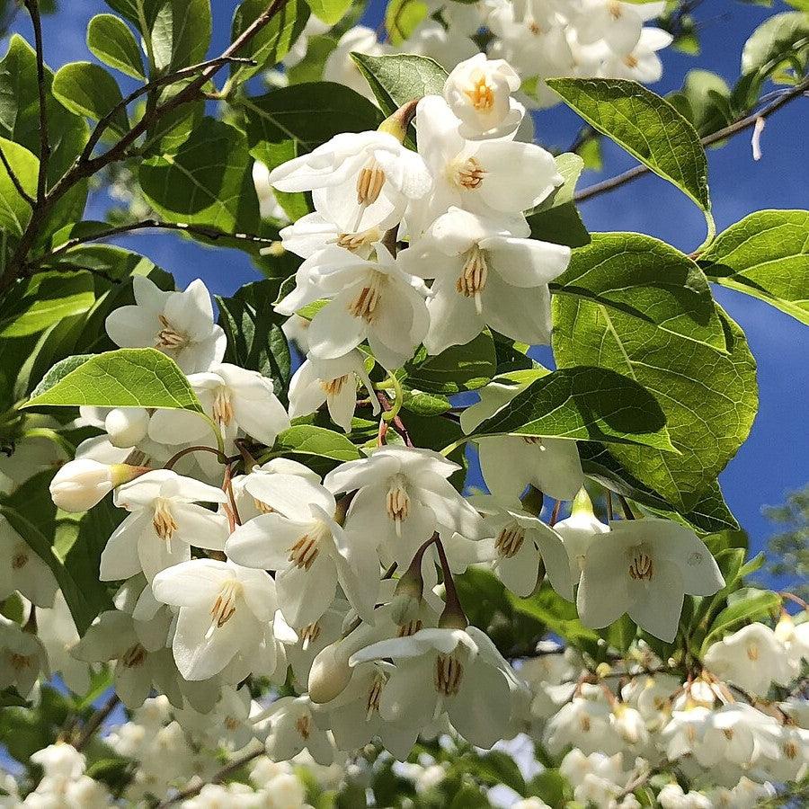 Styrax japonicus 'Snowcone' ~ Snowcone Japanese Snowbell-ServeScape