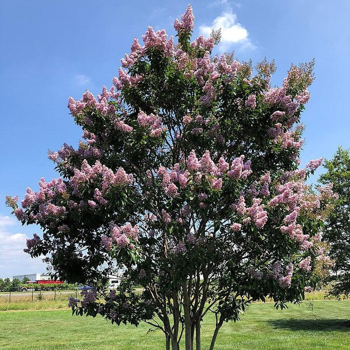 Lagerstroemia ‘Basham’s Party Pink’~ Basham’s Party Pink Crape Myrtle-ServeScape