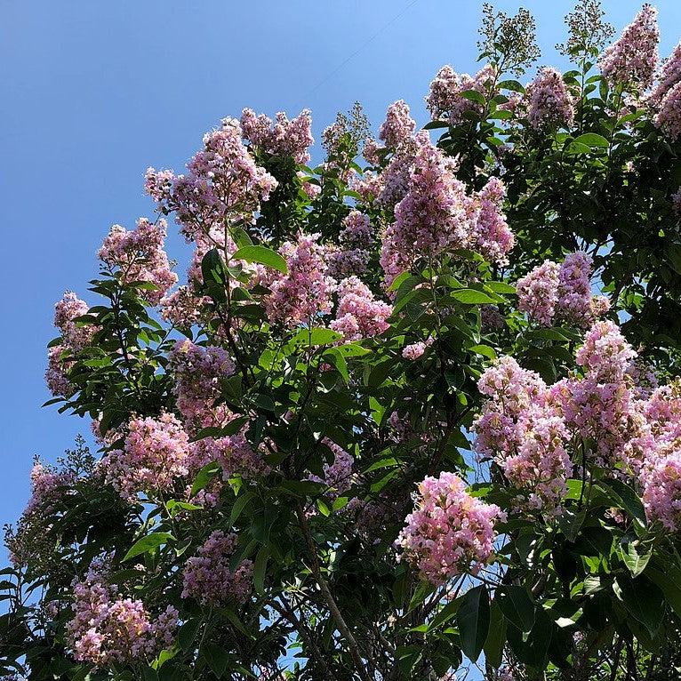 Lagerstroemia ‘Basham’s Party Pink’~ Basham’s Party Pink Crape Myrtle-ServeScape