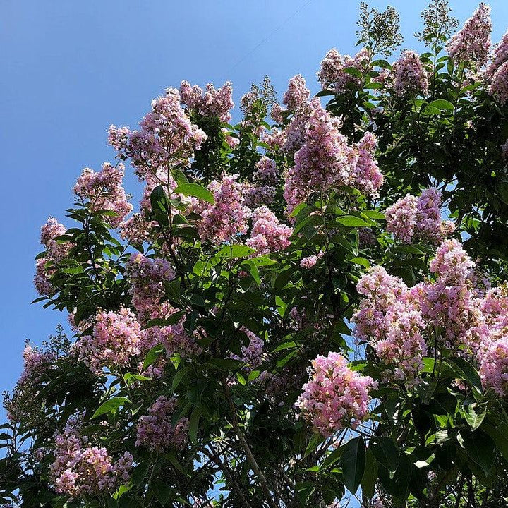 Lagerstroemia ‘Basham’s Party Pink’~ Basham’s Party Pink Crape Myrtle-ServeScape