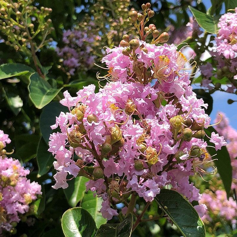 Best HD Pictures about  Bashams Party Pink Crape Myrtle  with No AI Images